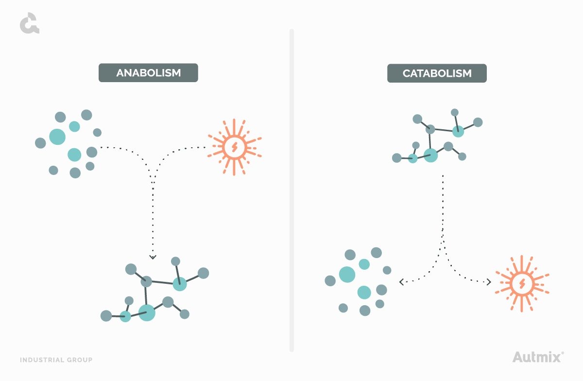 Diferences among catabolism and anabolism.