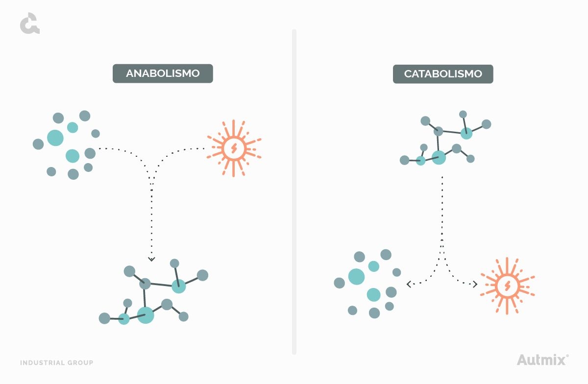 Anabolismo y catabolismo en procesos matabólicos.