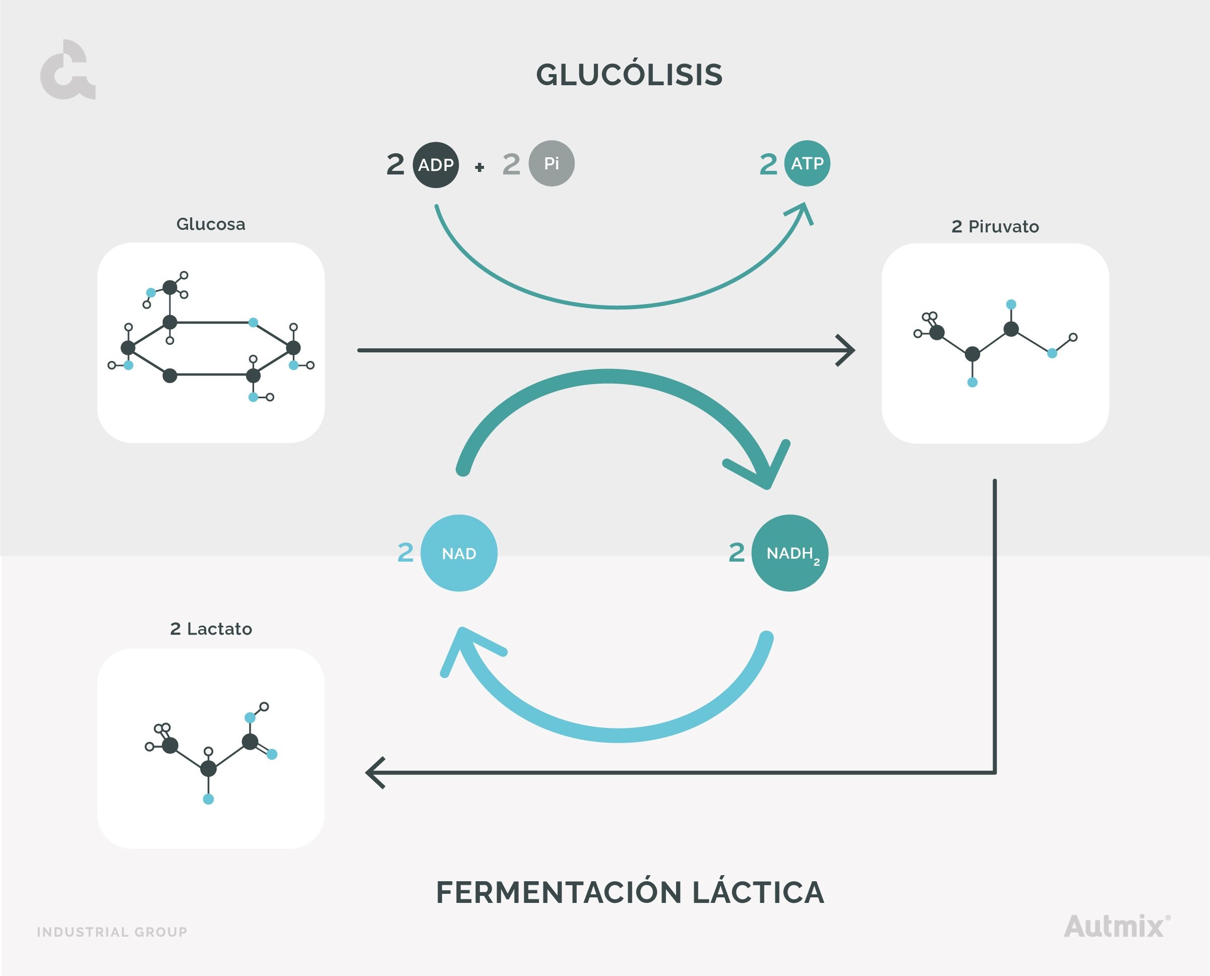 Qué es la fermentación láctica - Esquema de la fermentación láctica - Proceso químico - Glucólisis y NADH